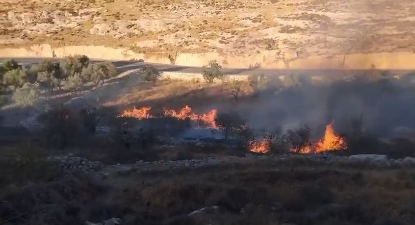 أراض زراعية أحرقها المستعمرون في سعير. (أرشيف وفا) 
